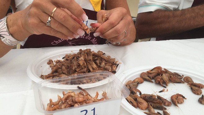 Leffrinckoucke : 155g de crevettes grises décortiquées en 10 minutes par une belge.