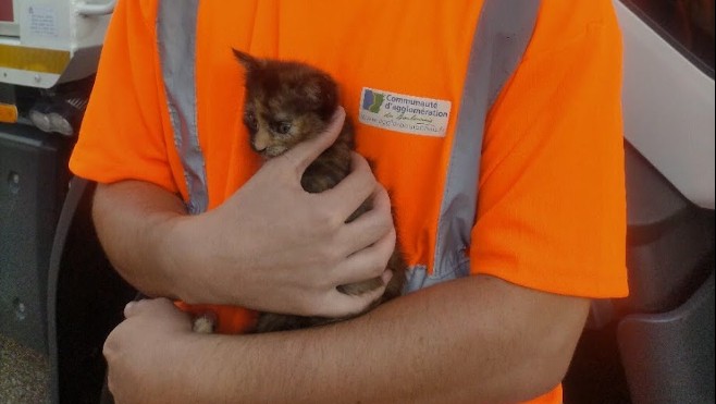 A Boulogne sur mer, trois agents de la collecte sauvent un chaton d'une poubelle !