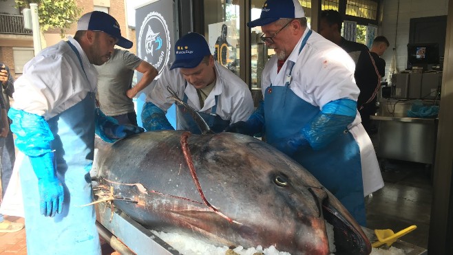 A Dunkerque, le thon de 317 kg coupé en morceaux et vendu en une après-midi.