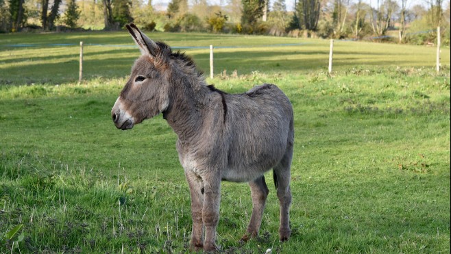 Trois adolescents demain devant la justice pour avoir torturé et tué une trentaine d’animaux