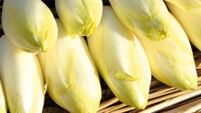 Dans le Pas de Calais, les producteurs d'endives menacent de tout arrêter !