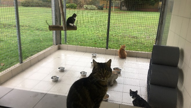 Offrir un animal n’est pas une bonne idée de cadeau de Noël