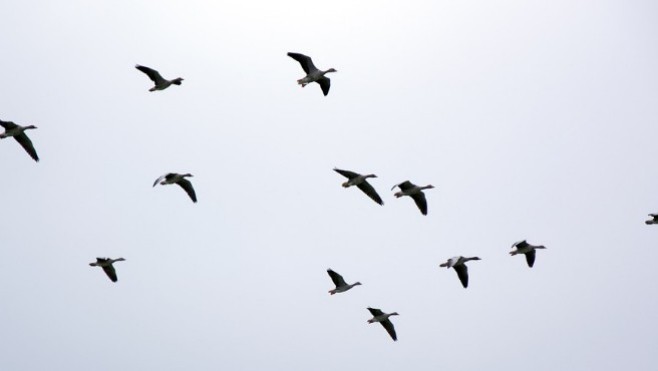 Une nouvelle zone de contrôle temporaire dans le Pas-de-Calais pour faire face à l’influenza aviaire