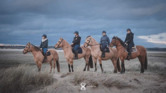 Quatre chevaux Henson vont représenter la race au Salon de l'Agriculture à Paris 