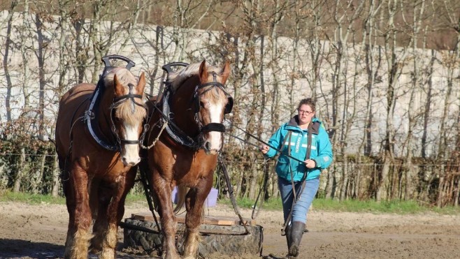 La Montreuilloise Amandine Debove de retour au Salon de l'Agriculture avec ses chevaux boulonnais 