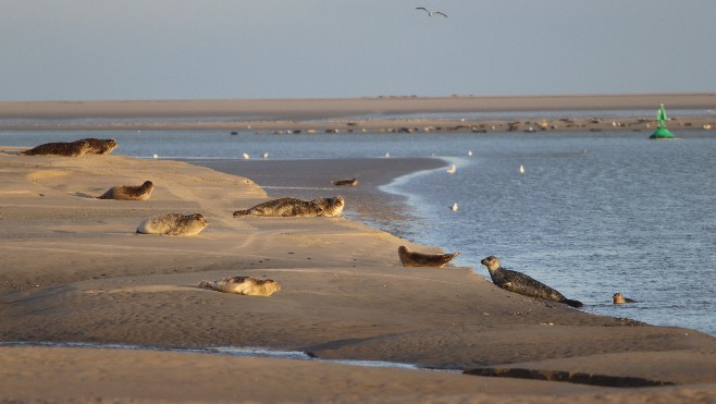 Un appel aux bénévoles lancé pour protéger les phoques en Baie de Somme