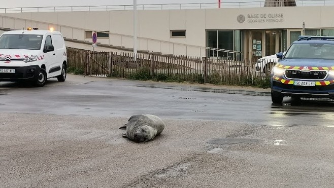 Damien, un phoque âgé de 25 ans, a élu domicile sur la digue d'Hardelot !