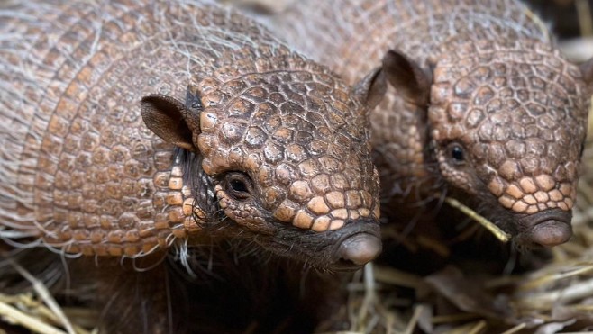 A Fort-Mardyck, le parc Bio-Topia a reçu un couple de Tatous !