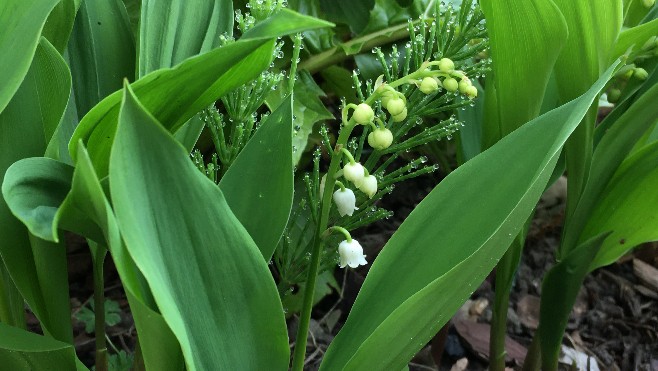 1er mai : c'est la fête du travail, n'oubliez pas votre brin de muguet !