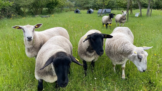 A Etaples, les moutons ont pris leurs quartier d'été au Domaine des Près