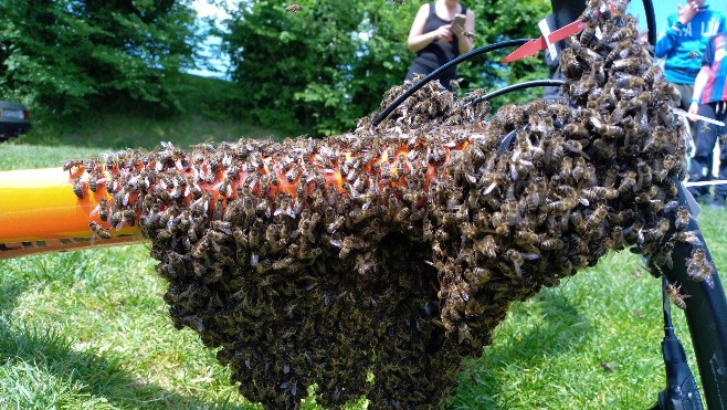 Scène impressionnante à Saint Valery-sur-Somme, d'un essaim d'abeilles sur le vélo d'une promeneuse