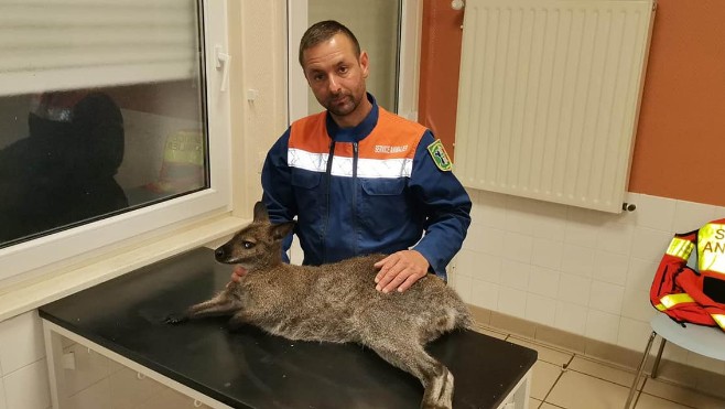La Calotterie : un wallaby décède après avoir été percuté par une voiture.