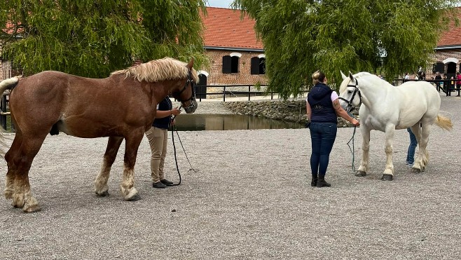 A Samer, découvrez la Maison du Cheval Boulonnais cet été