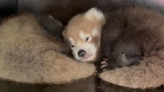 Deux bébés pandas roux sont nés à Bio Topia Dunkerque en juin !