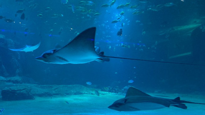 Boulogne-sur-mer : Nausicaà enregistre un été record avec 318 000 visiteurs.