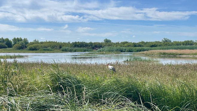 Plus de 45.000 personnes ont visité le parc du Marquenterre cet été