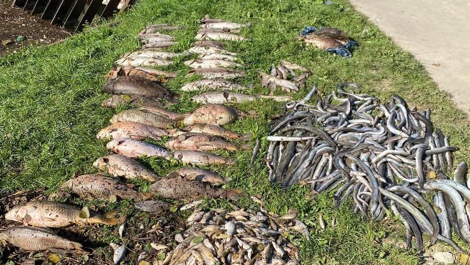 Pollution de la Liane: 7500 poissons morts ramassés ce matin