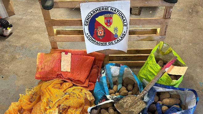 Deux voleurs de légumes de plein champ arrêtés par les gendarmes dans le Calaisis !