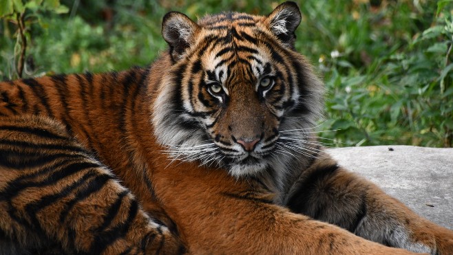 Le zoo d'Amiens rouvre ses portes ce jeudi