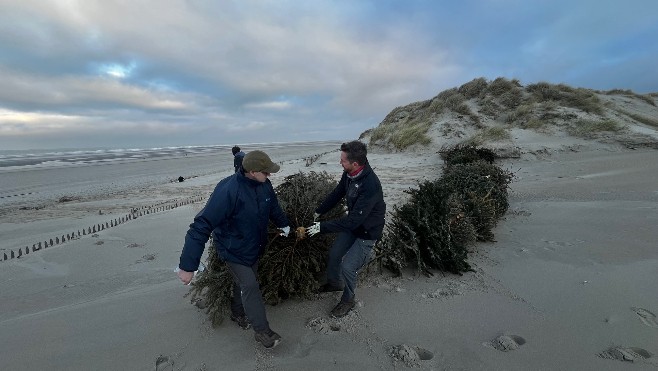A Merlimont, les sapins de Noël servent à renforcer le cordon dunaire 