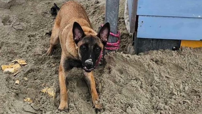 Boulogne-sur-mer : un chien abandonné à un poteau secouru