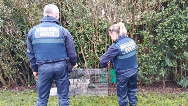 A Abbeville, une nouvelle campagne de stérilisation des chats errants a débuté