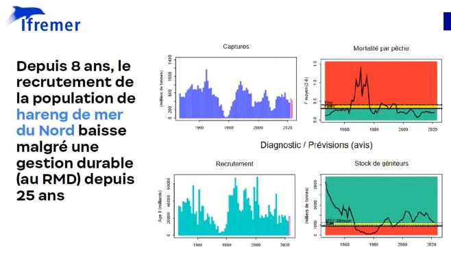 Depuis 8 ans, la population de Harengs de Mer du Nord baisse malgré une gestion durable de sa pêche.