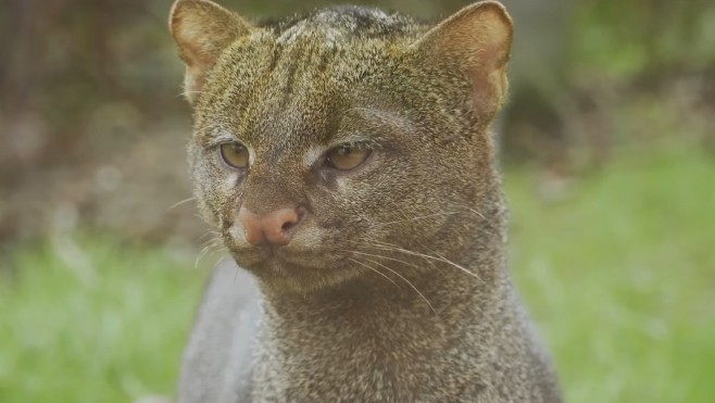 Le parc animalier Bio-Topia rouvre ses portes à Fort-Mardyck.