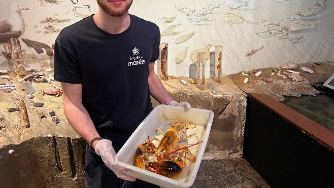 Pêché dans le Boulonnais, un très rare homard jaune sera visible à Maréis à Etaples