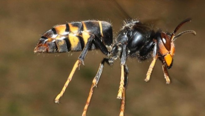 Le département de la Somme lance un plan d'actions contre la prolifération du frelon asiatique