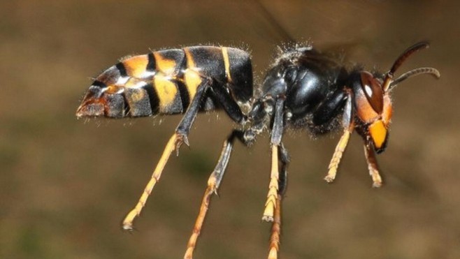 Le département de la Somme lance un plan d'actions contre la prolifération du frelon asiatique 