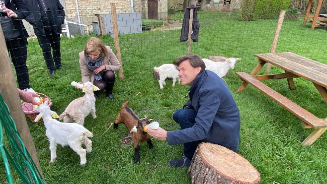 A Coudekerque-Branche, la ferme Vernaelde sauve et accueille 5 chevreaux destinés à l'abattoir.