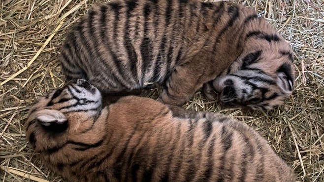 Double naissance au zoo d'Amiens