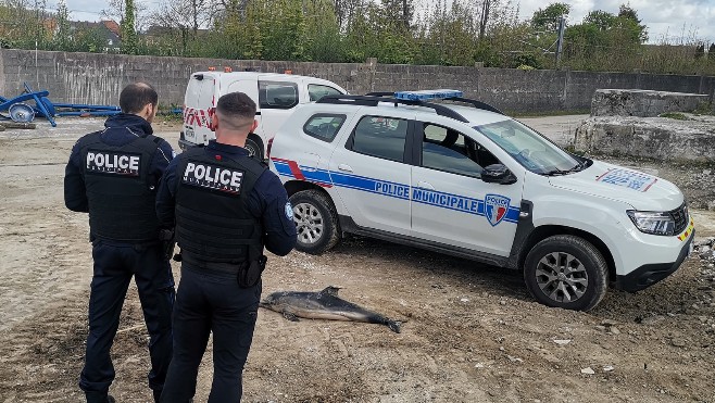 Un deuxième dauphin échoué sur la plage de Neufchâtel-Hardelot