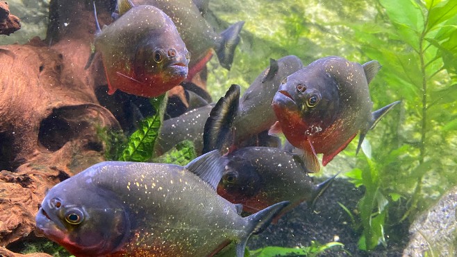 Au cœur du Parc de Malo, l'aquarium de Dunkerque est gratuit tous les dimanches !