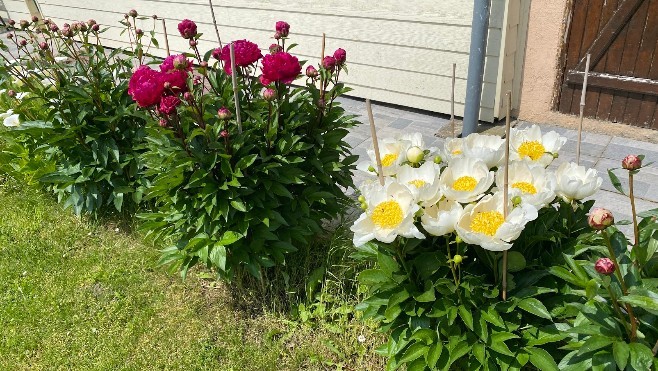 Bonne fête à toutes les mamans !