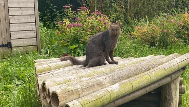 Les Escapades : Le Parc Bio-Topia présente le Jaguarondi à Fort-Mardyck !