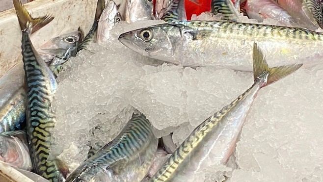 Pêche : Les quotas 2025 adoptés. A Boulogne sur mer, les marins-pêcheurs font la tête !