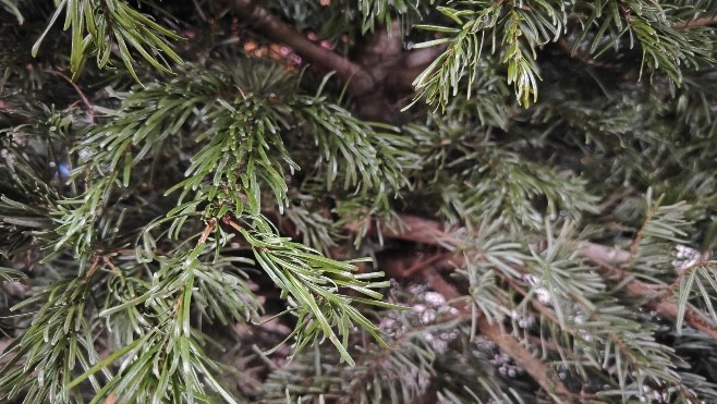 Grand Calais Terres & Mers va prendre en charge la récupération des sapins naturels.