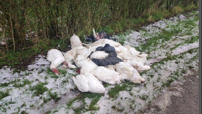 Lottinghen : 17 oies, têtes coupées retrouvées en tas au bord d'une route !