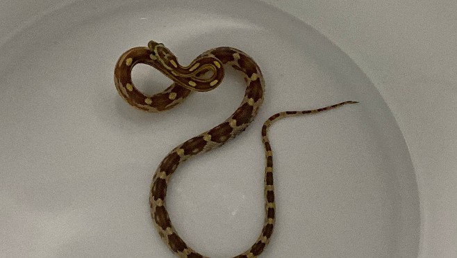 Un serpent des blés inoffensif découvert dans les rayons d'Auchan les deux Caps à Calais ce matin.