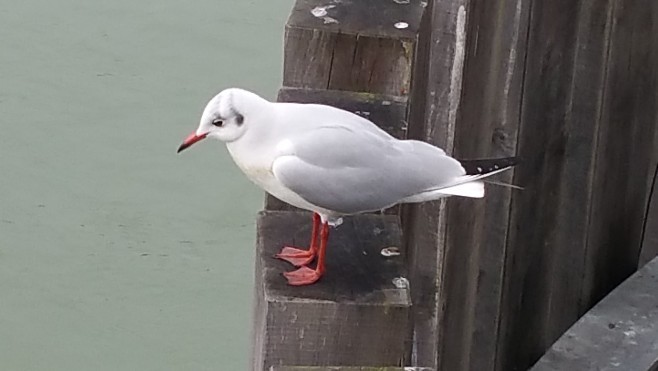Bray-Dunes : une mouette rieuse retrouvée morte de la grippe aviaire, le premier cas dans le Nord.