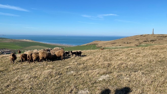 30 moutons Shetland et leurs agneaux paissent au Blanc-Nez toute l'année pour entretenir les espaces naturels.