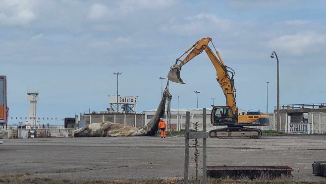 Calais: 15 tonnes et 18m de long, la baleine échouée a été sortie de l'eau sous le regard des curieux
