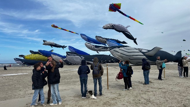 Cerfs-Volants : le record des 20 baleines dans le ciel de Berck atteint