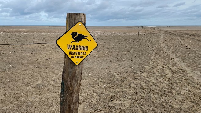 Oye-Plage : Eden 62 a mis en place des aires de protection des nids des Gravelots et Sternes naines sur la plage...