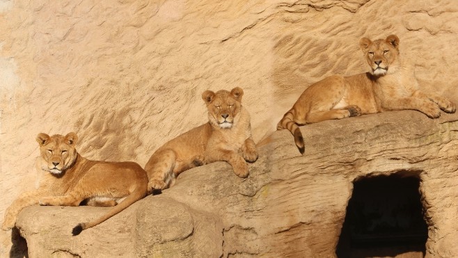Belgique: le parc Bellewaerde accueille 3 nouvelles lionnes