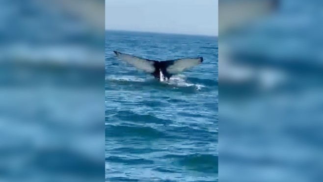 Va-t-on devoir s’habituer à voir des baleines au large de la Côte d'Opale ?