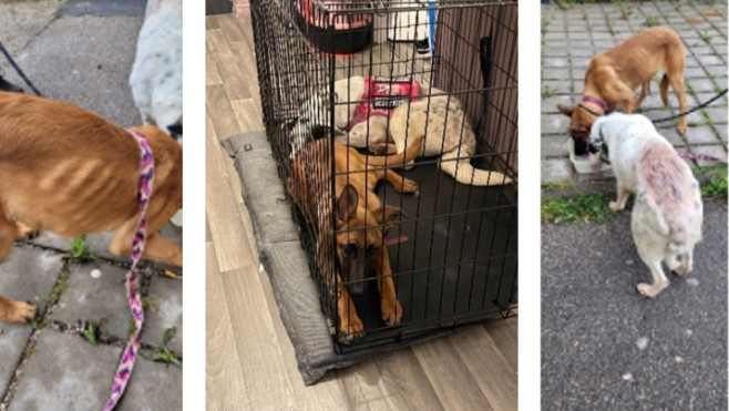 Une Etaploise condamnée à du sursis pour maltraitance animale