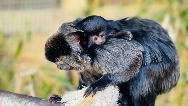 Fort-Mardyck: Bio-topia annonce la naissance d'un bébé tamarin de Goeldi